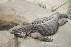 Zoo-Duisburg-Erhard_005