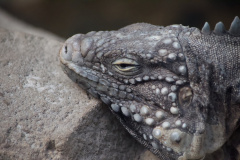 Zoo-Duisburg-Erhard_006