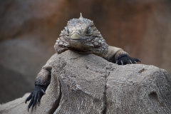 Zoo-Duisburg-Erhard_007