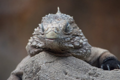 Zoo-Duisburg-Erhard_008