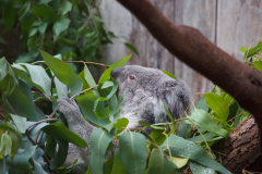 Zoo-Duisburg-Erhard_009