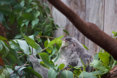 Zoo-Duisburg-Erhard_010