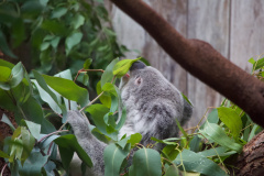 Zoo-Duisburg-Erhard_011