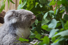 Zoo-Duisburg-Erhard_012