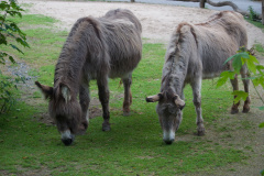 Zoo-Duisburg-Erhard_027