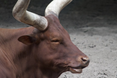 Zoo-Duisburg-Erhard_028