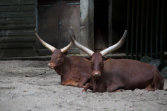 Zoo-Duisburg-Erhard_029