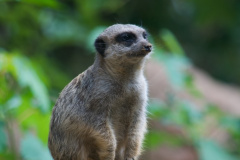 Zoo-Duisburg-Erhard_030