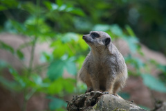 Zoo-Duisburg-Erhard_031