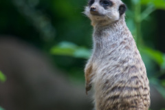 Zoo-Duisburg-Erhard_032
