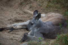 Zoo-Duisburg-Erhard_033