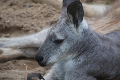 Zoo-Duisburg-Erhard_034