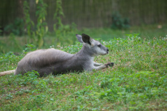 Zoo-Duisburg-Erhard_035
