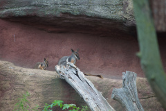Zoo-Duisburg-Erhard_036