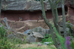 Zoo-Duisburg-Erhard_037