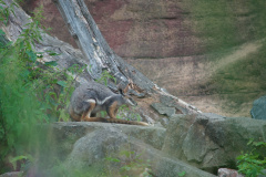 Zoo-Duisburg-Erhard_038