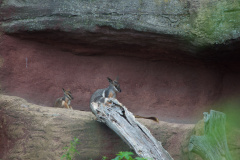Zoo-Duisburg-Erhard_039