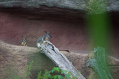 Zoo-Duisburg-Erhard_040