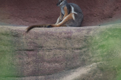 Zoo-Duisburg-Erhard_041