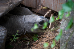 Zoo-Duisburg-Erhard_050