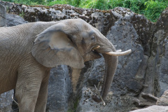 Zoo-Duisburg-Erhard_054