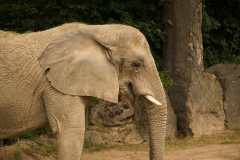 Zoo-Duisburg-Erhard_059