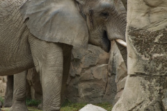 Zoo-Duisburg-Erhard_061