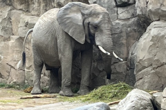 Zoo-Duisburg-Vera_001