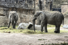 Zoo-Duisburg-Vera_003
