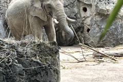Zoo-Duisburg-Vera_004