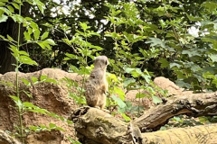Zoo-Duisburg-Vera_007