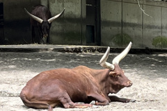 Zoo-Duisburg-Vera_008