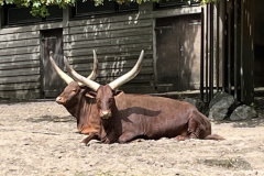 Zoo-Duisburg-Vera_009