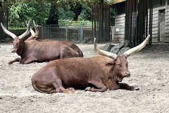 Zoo-Duisburg-Vera_010