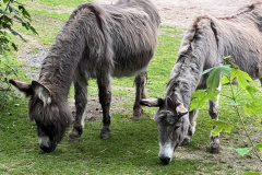 Zoo-Duisburg-Vera_011