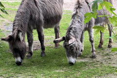 Zoo-Duisburg-Vera_012