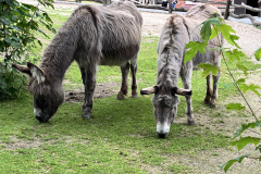 Zoo-Duisburg-Vera_013