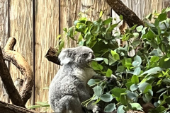 Zoo-Duisburg-Vera_040