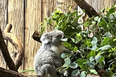Zoo-Duisburg-Vera_041