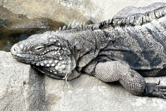 Zoo-Duisburg-Vera_044