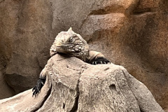 Zoo-Duisburg-Vera_045